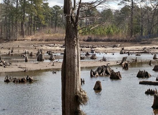 north-carolina/sandhills/landmark/carvers-creek-state-park