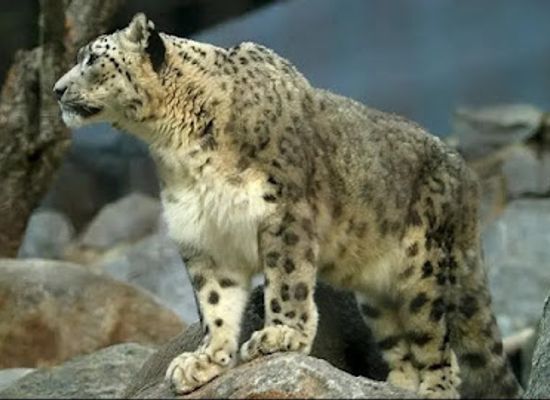 pakistan/baltistan/landmark/baltistan-wildlife-sanctuary