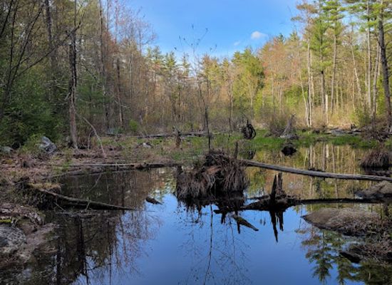 new-hampshire/lakes-region/landmark/manchester-cedar-swamp-preserve-tnc
