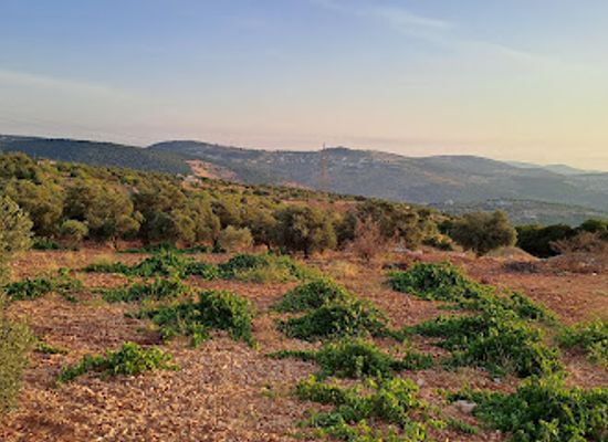 jordan/ajloun-forest-reserve/landmark/mat3am-alakadimia-almalikia-lihmiat-altabi3a