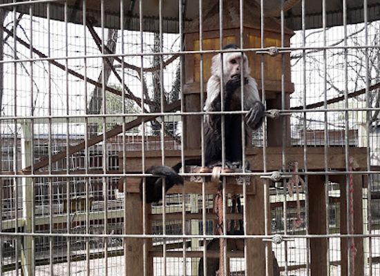 virginia/luray-caverns/landmark/luray-zoo-a-rescue-zoo