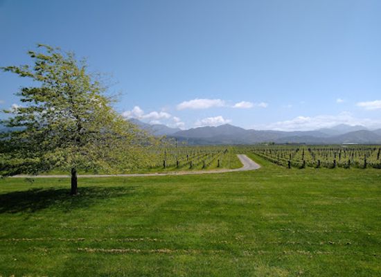 new-zealand/blenheim/landmark/jimmy-s-classic-marlborough-wine-tours
