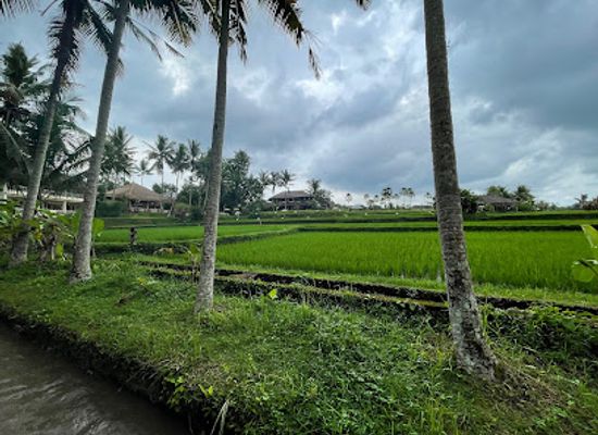 indonesia/ubud/landmark/rice-fields-walk