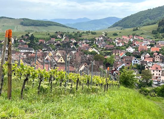 france/alsace/landmark/ophorus-day-trips-wine-tours-in-alsace