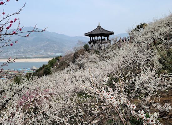 south-korea/south-jeolla-province/landmark/gwangyang-maehwa-festival