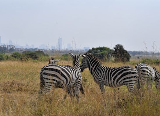 kenya/maasai-mara/landmark/nairobi-national-park