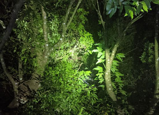 costa-rica/monteverde-cloud-forest-biological-reserve/landmark/kinkajou-night-walk