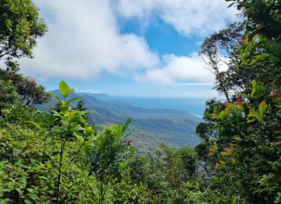 australia/daintree-rainforest/landmark/mount-sorrow-trail