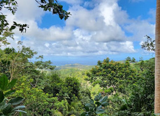 barbados/east-coast/landmark/coco-hill-forest