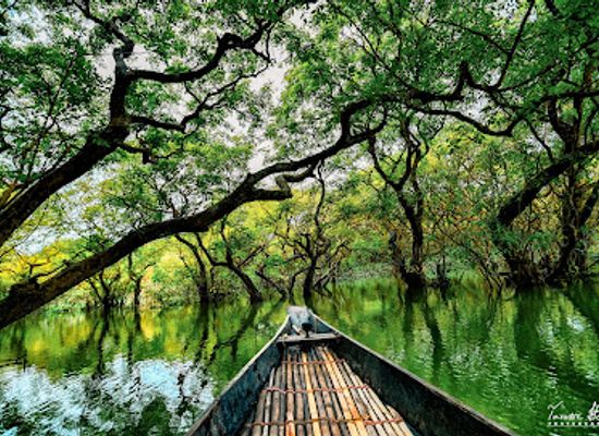 bangladesh/jaflong/landmark/ratargul-swamp-forest