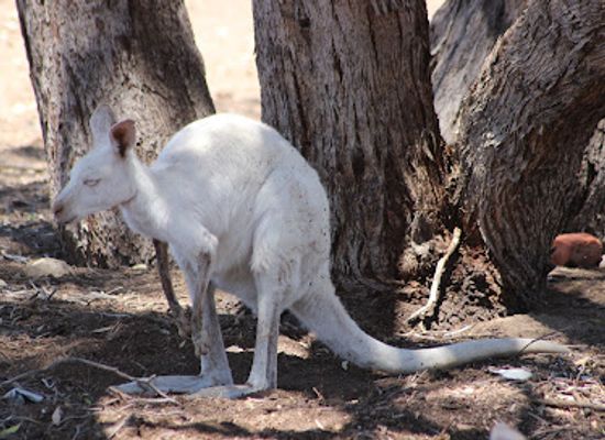 australia/limestone-coast/landmark/bordertown-wildlife-park