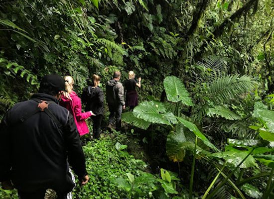 ecuador/mindo-cloud-forest/landmark/refugio-paz-de-las-aves