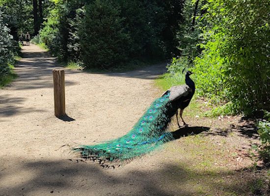 germany/pomerania/landmark/peacock-island