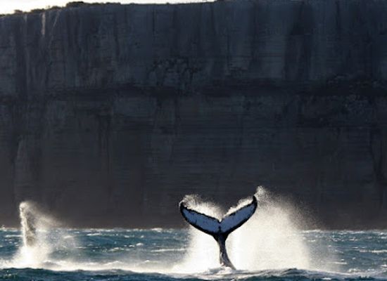 australia/jervis-bay/landmark/discover-jervis-bay