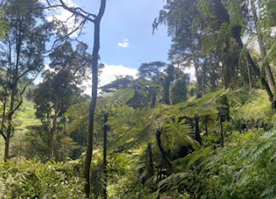 Discover the stunning biodiversity and majestic mountain gorillas of Bwindi Impenetrable National Park, a UNESCO World Heritage site in Uganda.