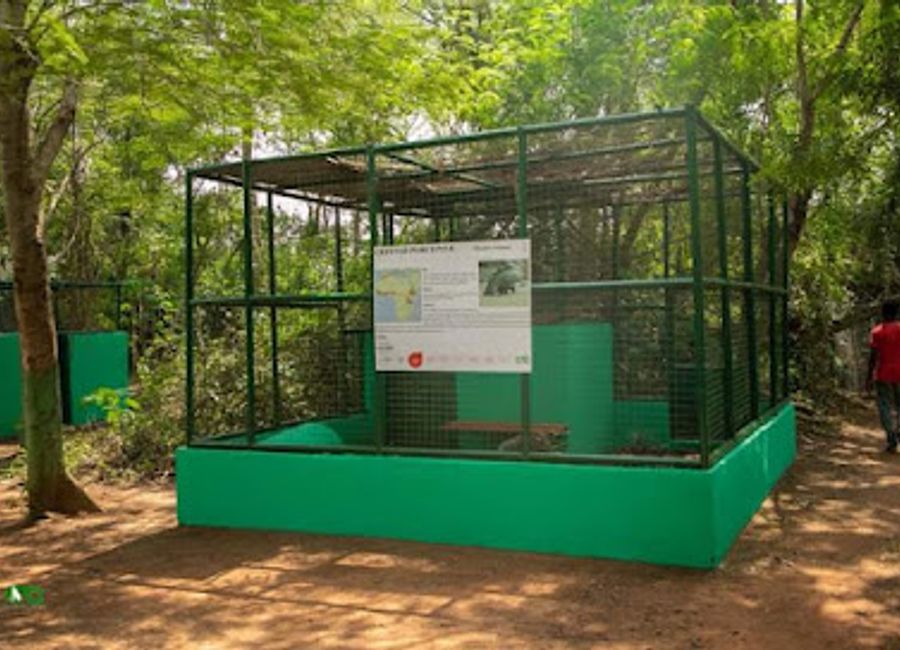 Explore Accra Zoo, a serene nature preserve in Achimota Forest, showcasing Ghana's wildlife and offering a peaceful retreat for all visitors.