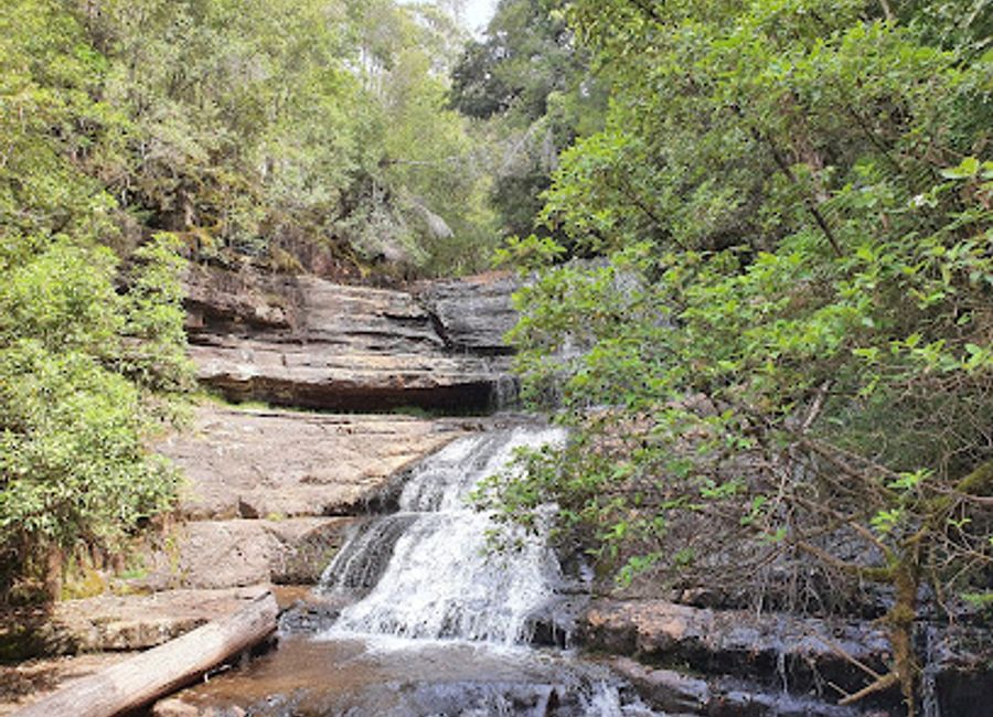 Experience the enchanting beauty of Lady Barron Falls, a must-see waterfall in the heart of Tasmania's Mount Field National Park, showcasing nature's grandeur.