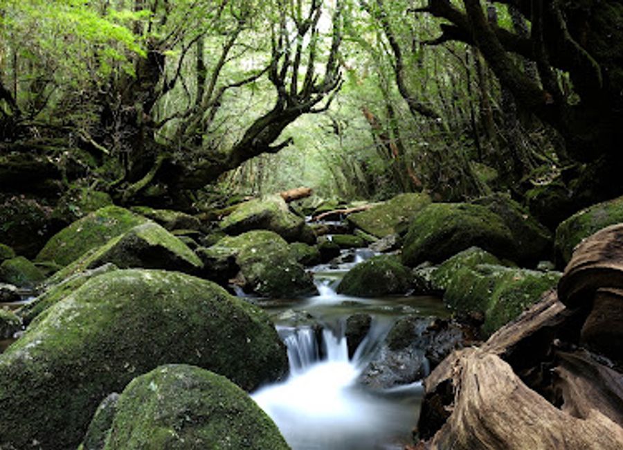 Explore the ancient forests and breathtaking landscapes of Yakushima National Park, a jewel of Japan's natural heritage and a UNESCO World Heritage site.