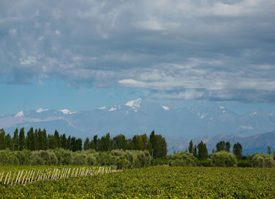 Discover the heart of Mendoza's wine country with Uncorking Argentina Tours, where breathtaking landscapes and exquisite wines await your exploration.