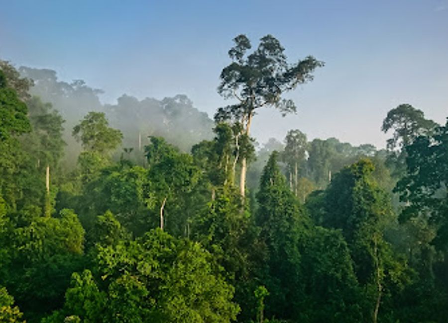 Explore the breathtaking Kakum National Park, home to stunning canopy walks, diverse wildlife, and lush tropical forests in Ghana.