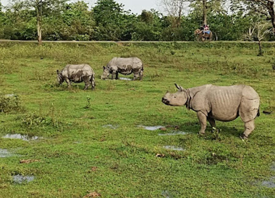 Discover the enchanting landscapes and rich wildlife of Kaziranga Western Range, a UNESCO World Heritage site in Assam, India.