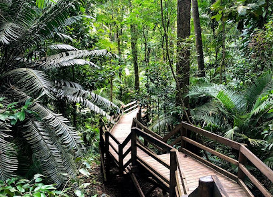 Discover the breathtaking Jindalba Boardwalk, a serene hiking area in Daintree Rainforest, showcasing rich biodiversity and stunning landscapes.