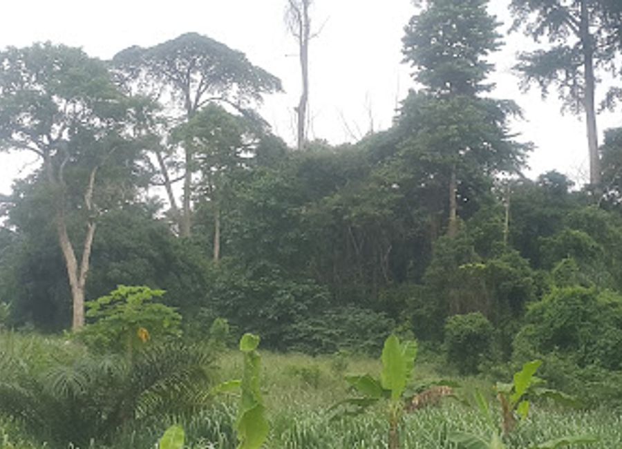 Discover the tranquility and vibrant wildlife of Owabi Wildlife Sanctuary near Kumasi, Ghana, a haven for nature lovers and birdwatchers.