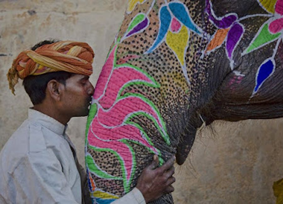 Explore EleSafari in Jaipur, where unforgettable elephant encounters and wildlife conservation come together for a remarkable adventure.