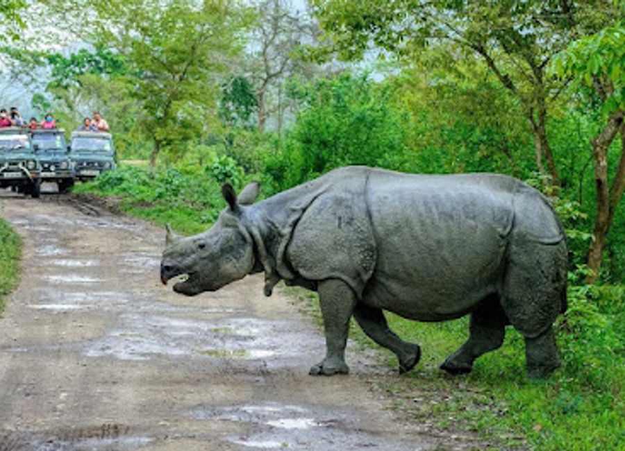 Explore the vibrant floral displays and rich biodiversity at Kaziranga National Orchid and Biodiversity Park, a must-visit destination in Assam.
