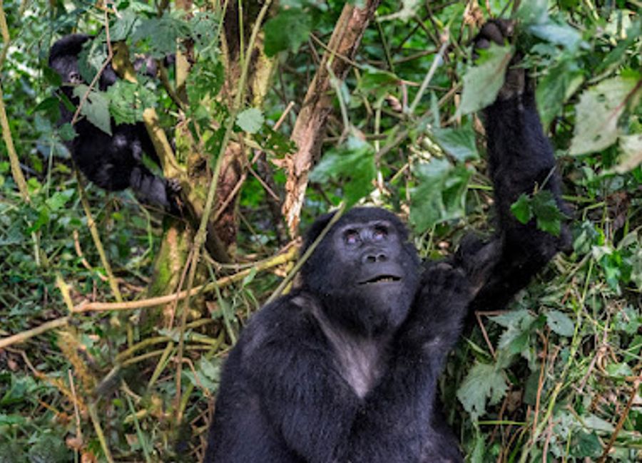 Experience the breathtaking beauty and rich biodiversity of Bwindi Impenetrable National Park, a haven for wildlife enthusiasts and adventurers alike.