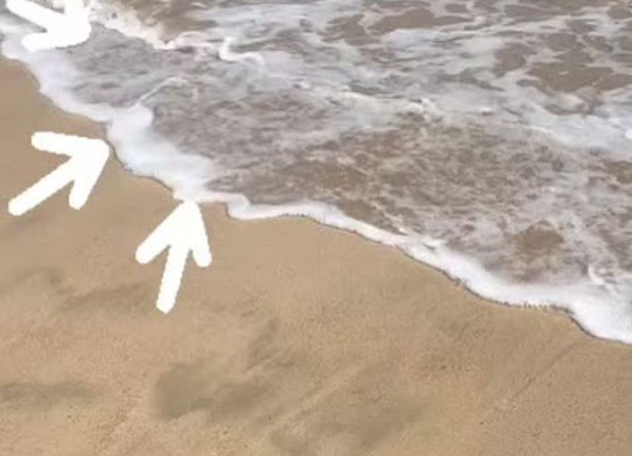 Discover Fernando de Noronha's Bosque da Baía do Sueste: a vibrant national forest with trails, wildlife, and breathtaking coastal views.