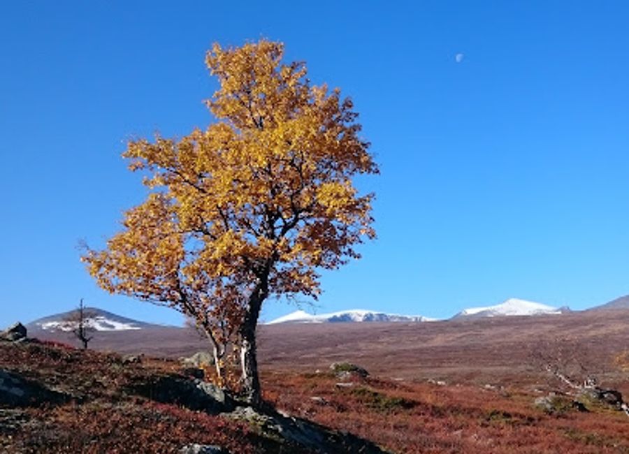 Explore the breathtaking beauty and rich culture of Veostien in Tessanden, Norway, where nature and adventure await every traveler.