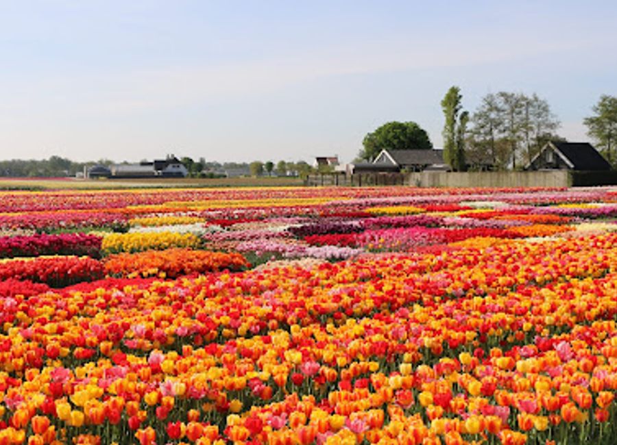 Experience the breathtaking beauty of tulips at Tulip Experience Amsterdam, a vibrant attraction blending nature, culture, and education in a stunning setting.