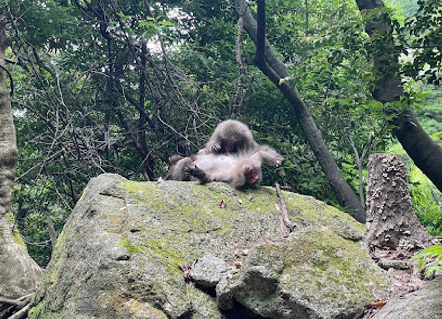 Experience the breathtaking beauty of Yakushima's World Heritage Coastal Road, a scenic journey through nature's wonders and diverse wildlife.