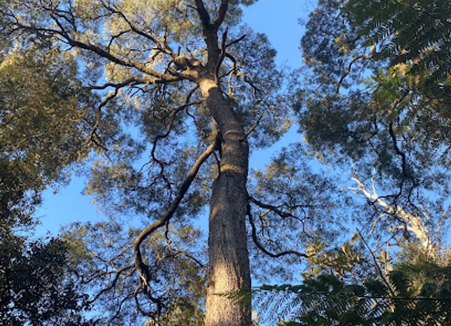 Immerse yourself in the lush landscapes of Notley Fern Gorge State Reserve, a beautiful nature preserve in Tasmania perfect for wildlife enthusiasts and nature lovers.