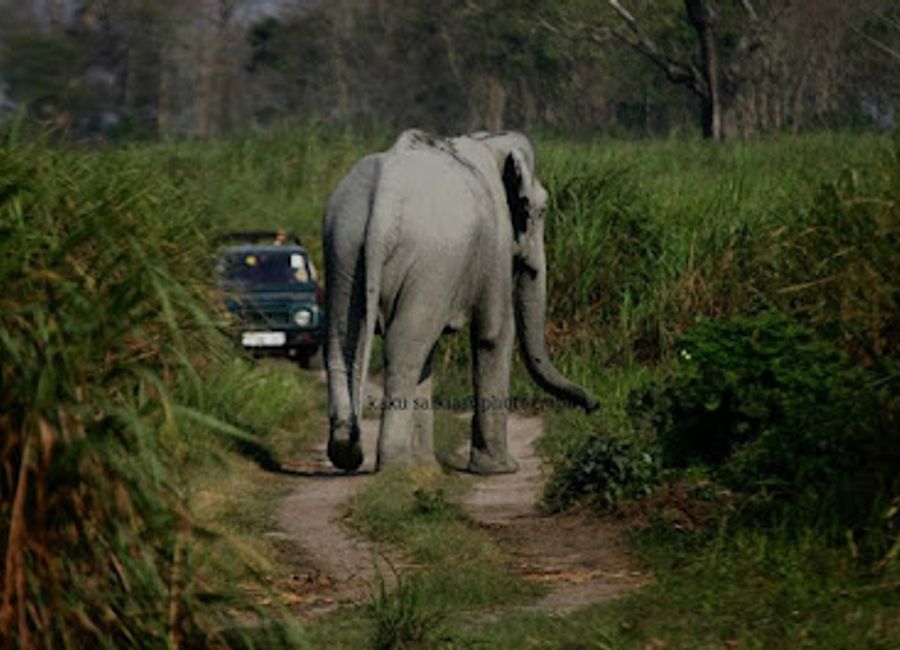 Discover the majestic wildlife and breathtaking landscapes of Kaziranga National Park, a UNESCO World Heritage Site in Assam, India, renowned for its one-horned rhinoceros.