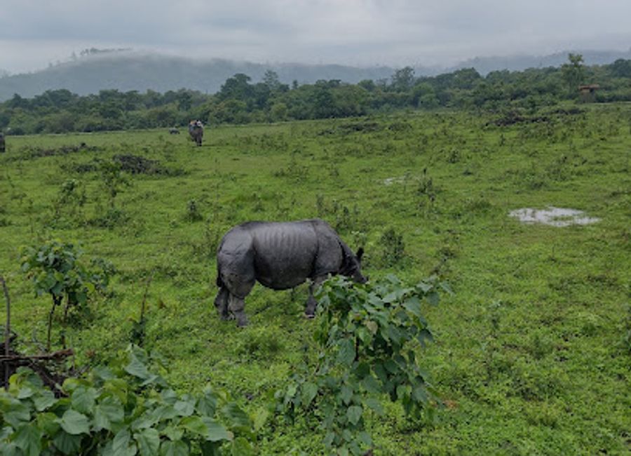 Explore the breathtaking Kaziranga National Park, home to the majestic one-horned rhinoceros and a vibrant array of wildlife amidst stunning landscapes.
