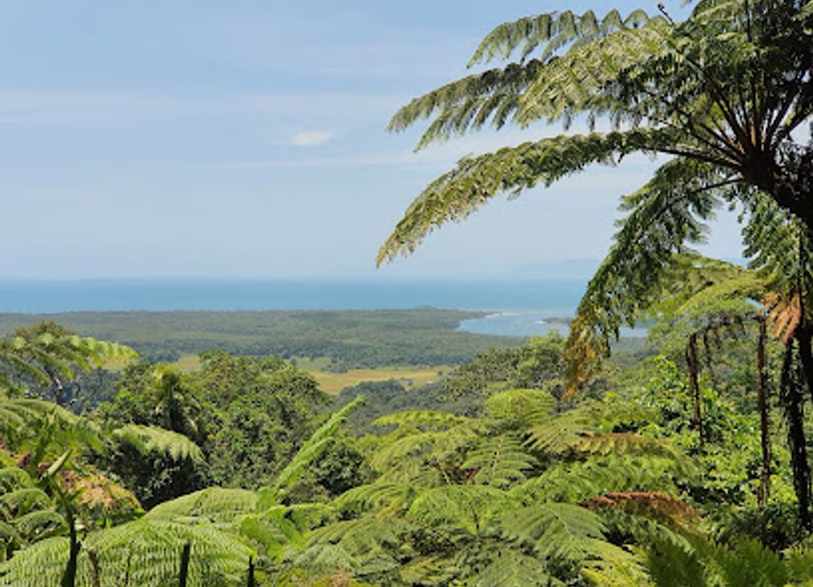 Experience the stunning vistas of the Daintree rainforest at Mount Alexandra Lookout, a must-visit natural attraction in Queensland, Australia.