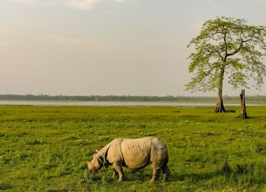 Explore the Eastern Range of Kaziranga National Park, home to the majestic Indian one-horned rhinoceros and a rich array of wildlife in Assam, India.