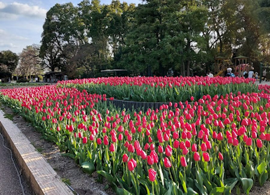 Discover the breathtaking beauty of Kyoto Botanical Gardens, an enchanting sanctuary showcasing diverse flora and stunning landscapes in Kyoto, Japan.
