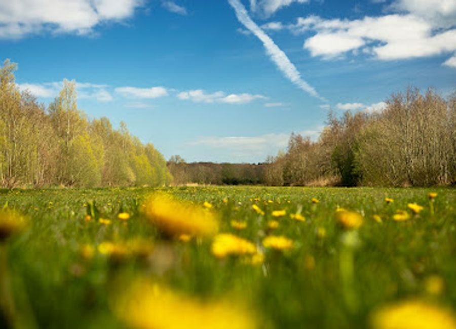 Experience the breathtaking beauty of Laarzenpad Keukenhof, a national park filled with vibrant flowers and serene landscapes in the Netherlands.