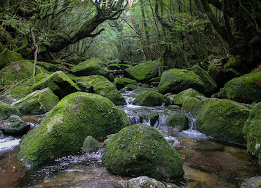 Discover Yakushima Island, Japan's enchanting UNESCO World Heritage Site known for its ancient cedars, diverse wildlife, and breathtaking hiking trails.