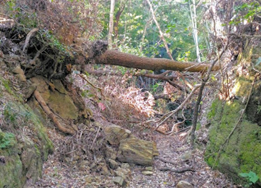 Experience the serenity and cultural richness of Yata Pass, an essential stop on the Kumano Kodo Pilgrimage Trail in Wakayama, Japan.