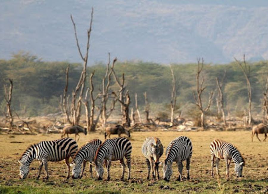 Experience the breathtaking beauty and diverse wildlife of Lake Manyara National Park, a true African gem in Tanzania's natural landscape.