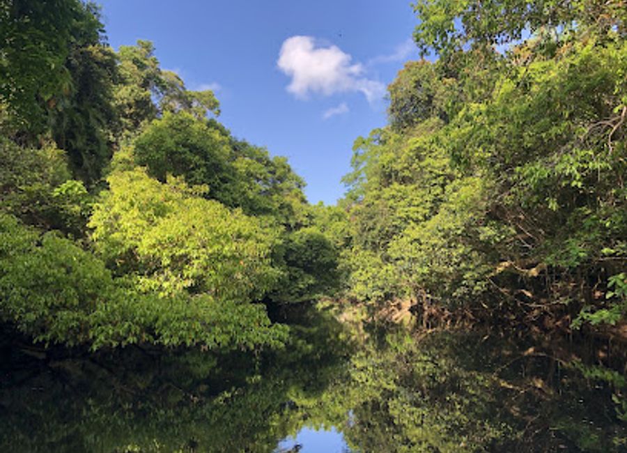 Experience the breathtaking beauty of the Daintree Rainforest with Daintree Boatman Wildlife Cruises – a journey through nature's wonderland.