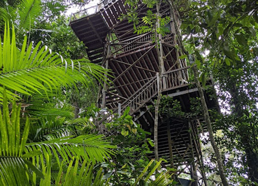 Discover the wonders of the Daintree Rainforest at the Daintree Discovery Centre, where education meets nature in an unforgettable experience.