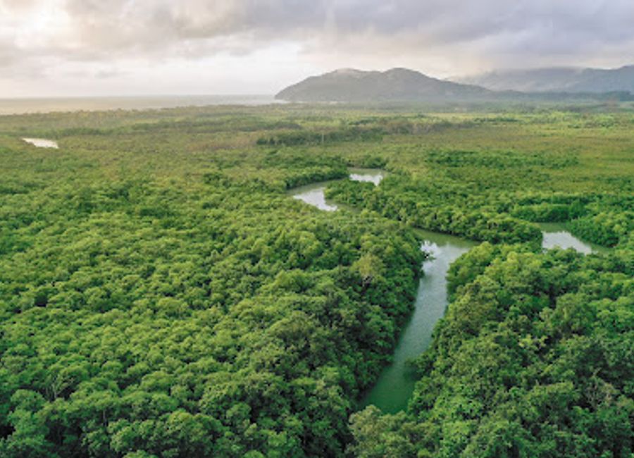 Discover the wonders of the Daintree Rainforest with immersive tours that showcase nature's beauty and Indigenous culture in Queensland.