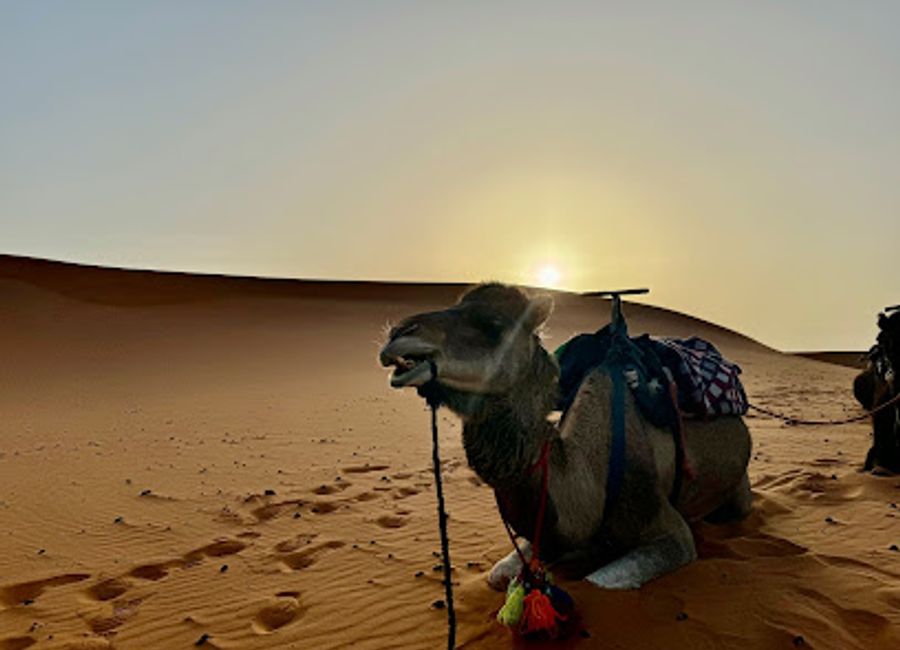 Experience the majestic Sahara Desert in Merzouga, a haven for adventure seekers and culture enthusiasts alike.