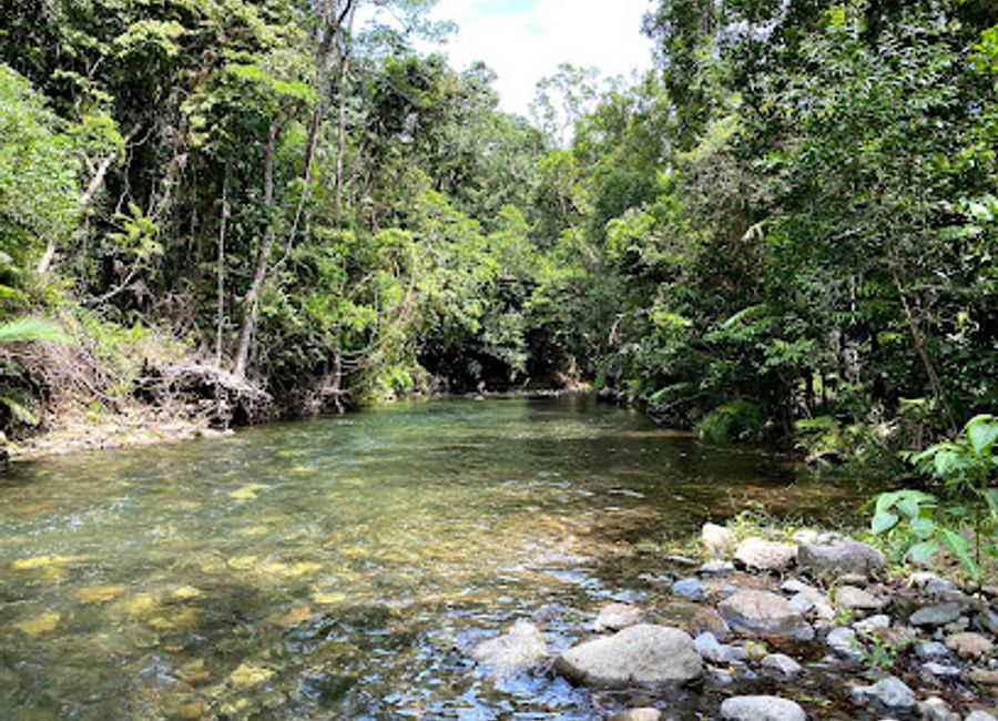 Discover the tranquil beauty of Emmagen Creek, a hidden paradise in Daintree National Park, perfect for swimming and nature exploration.