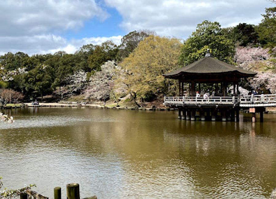 Experience the serene beauty of Sagiike Pond, a hidden gem in Nara, Japan, perfect for nature lovers and a peaceful retreat.